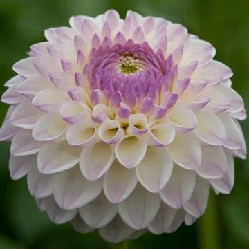 Георгин High Flayer