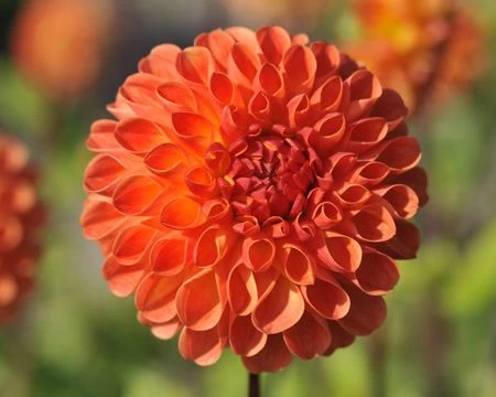 Георгин Jowey Chantal