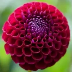 Георгин Ivanetty