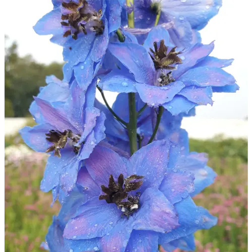 Дельфиниум